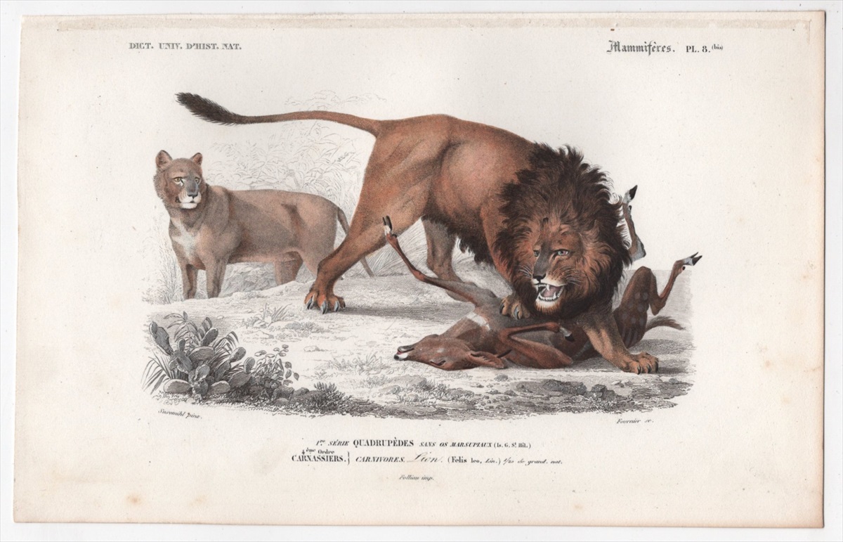 1849年 D'Orbigny 万有博物事典 哺乳類 Pl.8bis ネコ科 ヒョウ属 ライオン Felis leo - アンティークプリント  ボタニカルアート 博物画の通販サイト Spirito di Artigiano