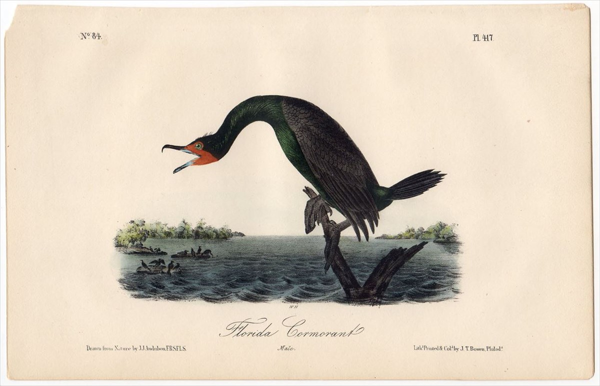 年 オーデュボン アメリカの鳥類 初版 手彩色 石版画 Pl. カモ