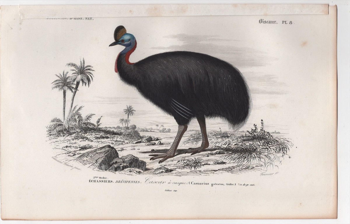 1849年 D'Orbigny 万有博物事典 鳥類学 Pl.8 ヒクイドリ科 ヒクイドリ