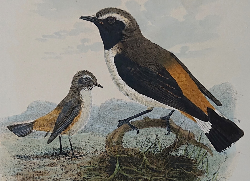 1871年 Dresser ヨーロッパ鳥類史 Pl.31 ヒタキ科 サバクヒタキ属 チャゴシサバクヒタキ Red-Rumped Chat -  アンティークプリント ボタニカルアート 博物画の通販サイト Spirito di Artigiano