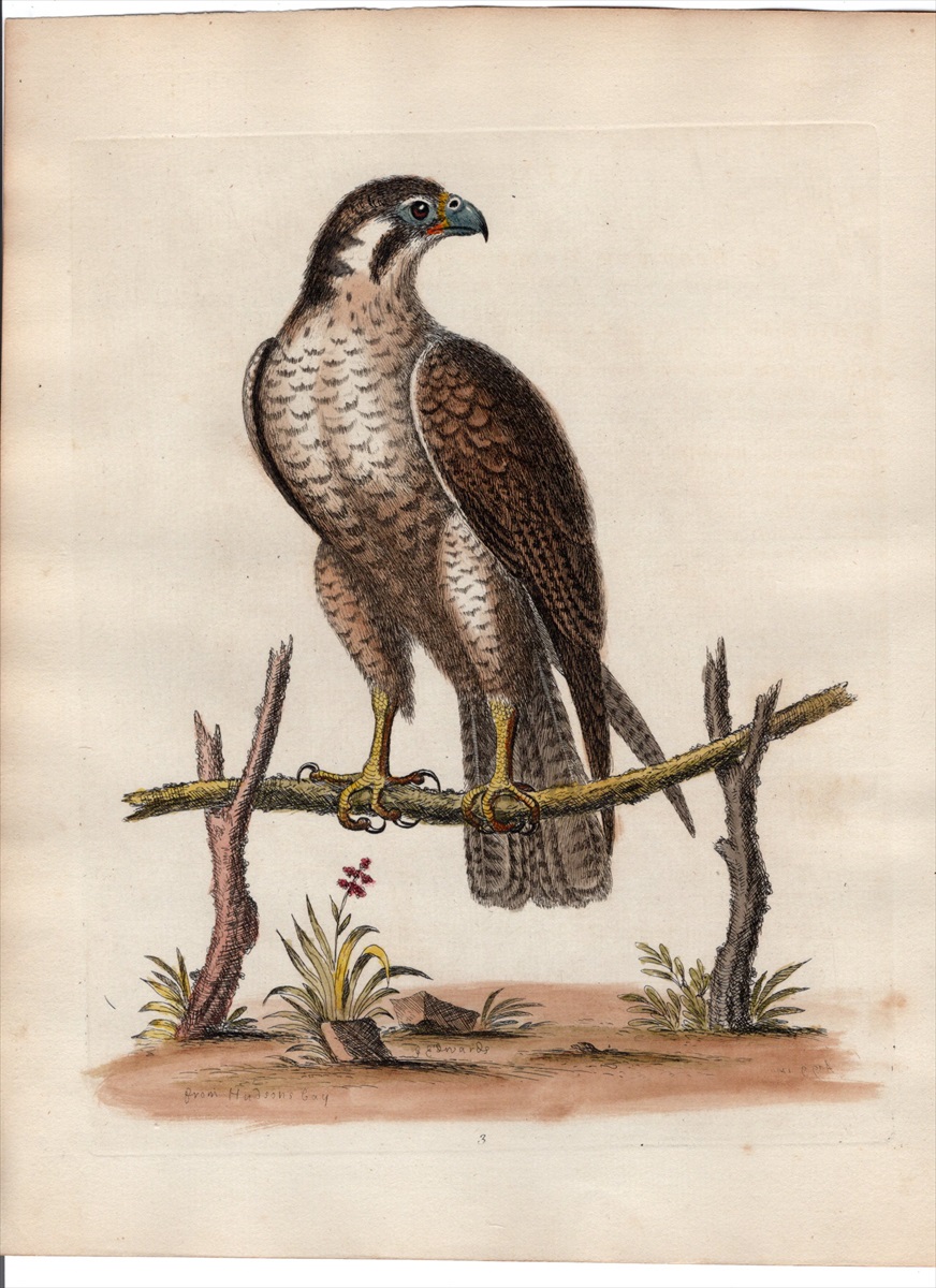 1743年 Edwards 珍しい鳥類の自然史 初版 Pl.3 ハヤブサ科 ハヤブサ属 アメリカハヤブサ The Spotted Hawk or  Falcon - アンティークプリント ボタニカルアート 博物画の通販サイト Spirito di Artigiano