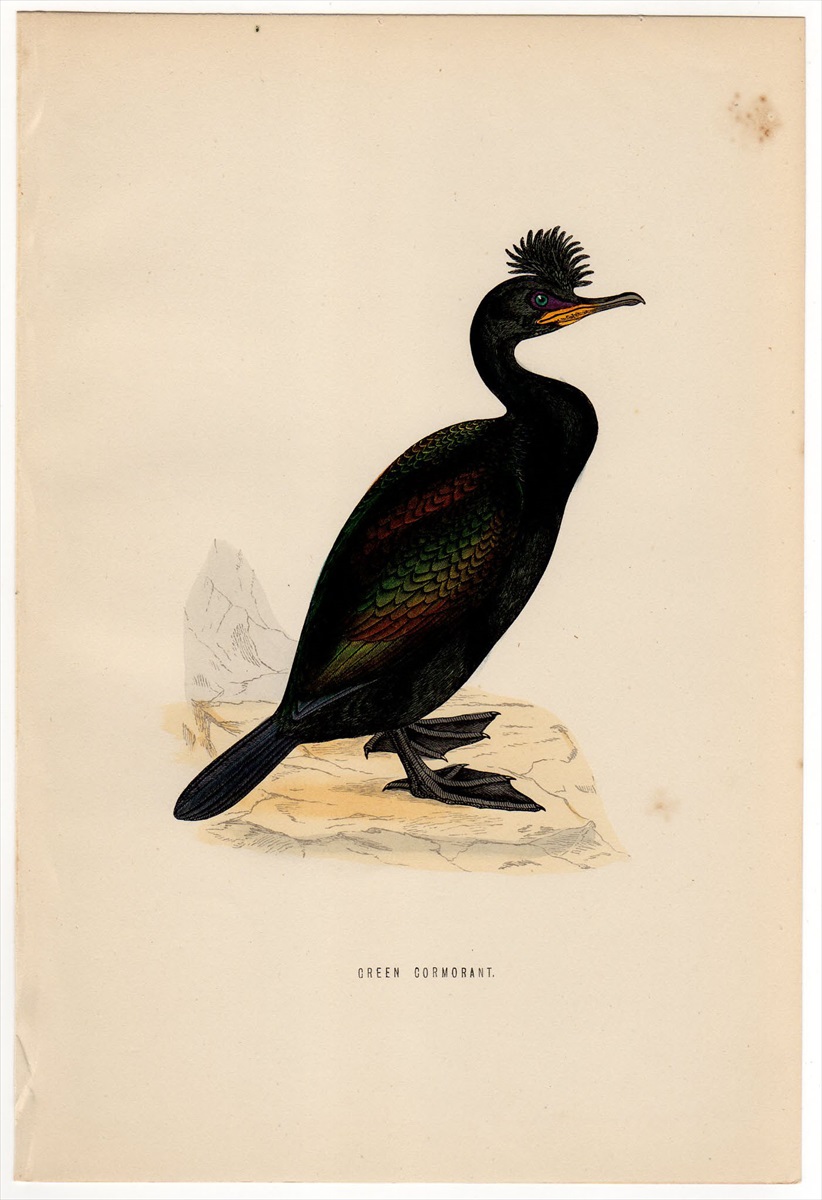 美品 Morris 英国鳥類史 木版画 鳥 WOODCOCK