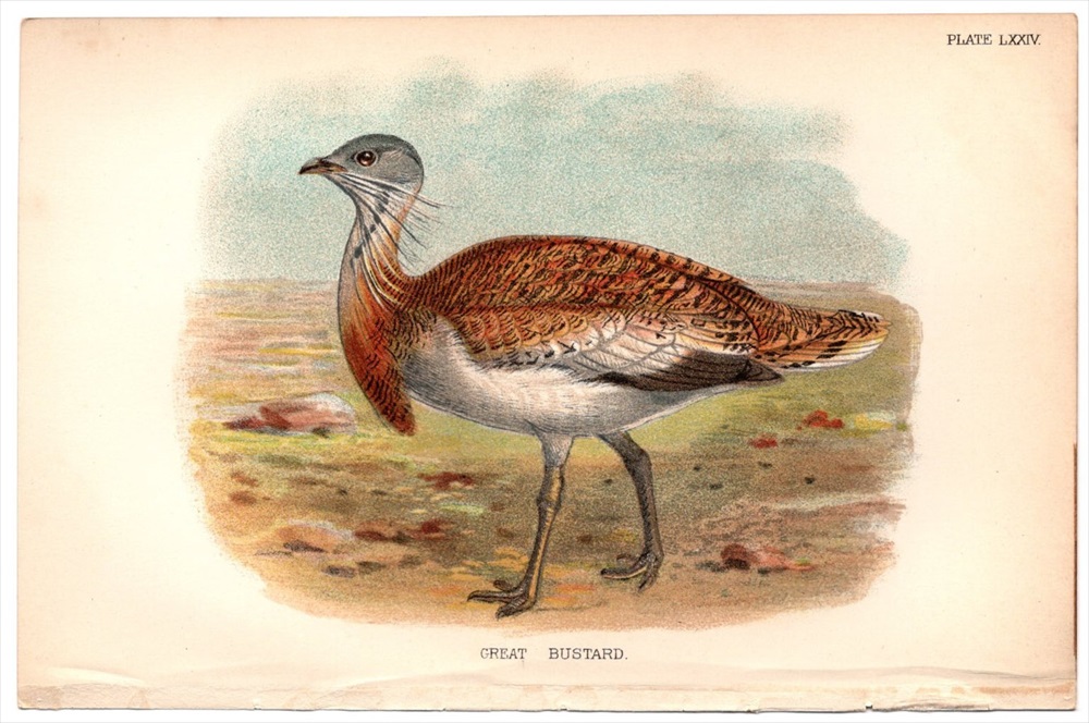1896年 Sharpe Birds of Great Britain Pl.74 ノガン科 ノガン属 ノガン GREAT BUSTARD -  アンティークプリント ボタニカルアート 博物画の通販サイト Spirito di Artigiano