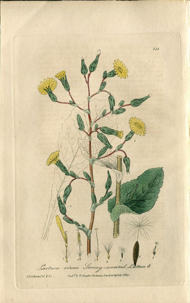 19年 Baxter British Phaenogamous Botany Pl 315 キク科 アキノノゲシ属 ワイルドレタス Lactuca Virosa アンティークプリント ボタニカルアート 博物画の通販サイト Spirito Di Artigiano