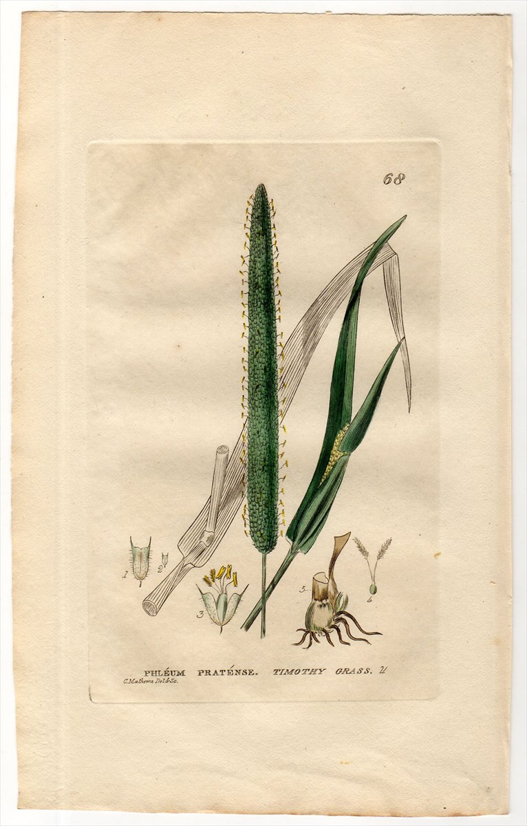 1834年 Baxter British Phaenogamous Botany Pl.68 イネ科 アワガエリ属 オオアワガエリ PHLEUM  PRATENSE アンティークプリント ボタニカルアート 博物画の通販サイト Spirito di Artigiano