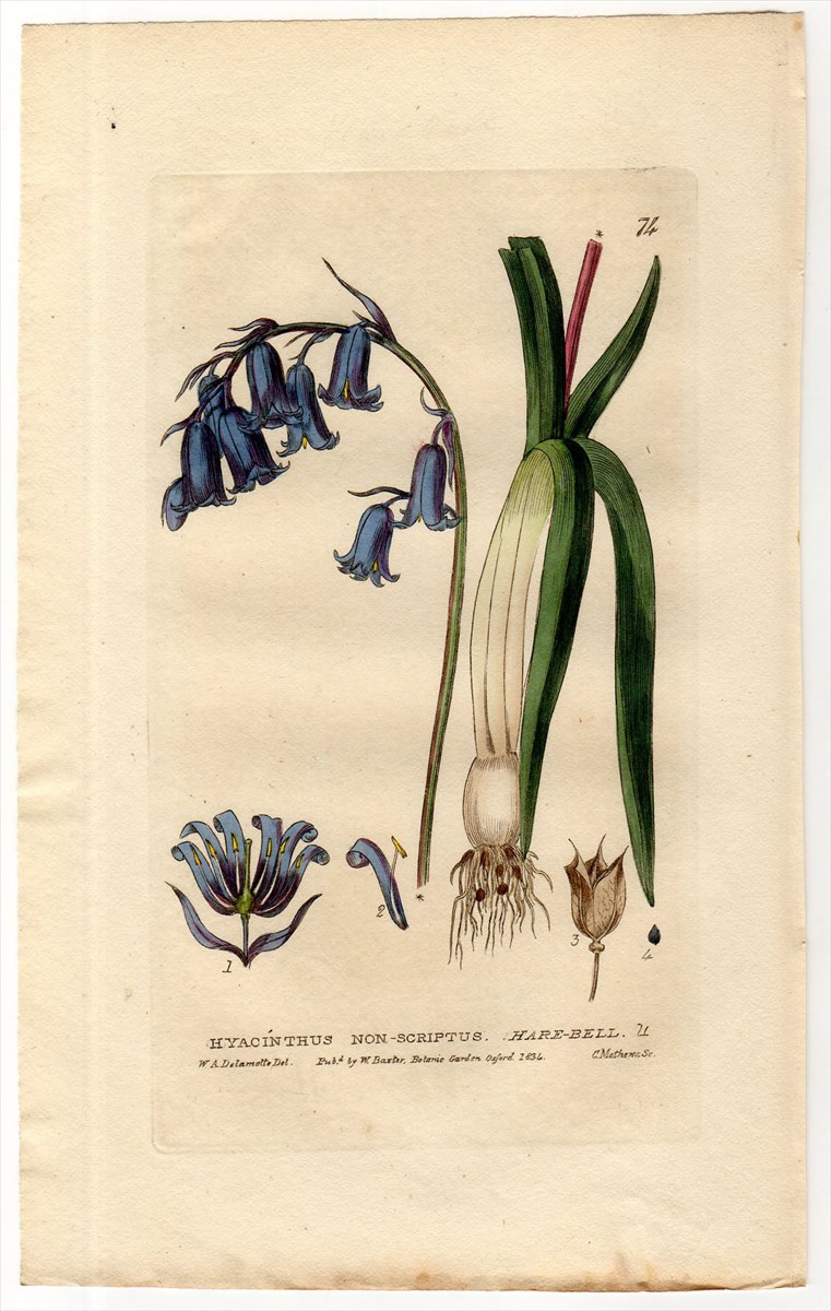 1834年 Baxter British Phaenogamous Botany Pl.74 キジカクシ科 イングリッシュ・ブルーベル  HYACINTHUS NON SCRIPTUS - アンティークプリント ボタニカルアート 博物画の通販サイト Spirito di Artigiano