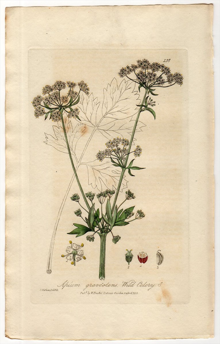15年 Baxter British Phaenogamous Botany Pl 156 セリ科 オランダミツバ属 セロリ Apium Graveolens アンティークプリント ボタニカルアート 博物画の通販サイト Spirito Di Artigiano