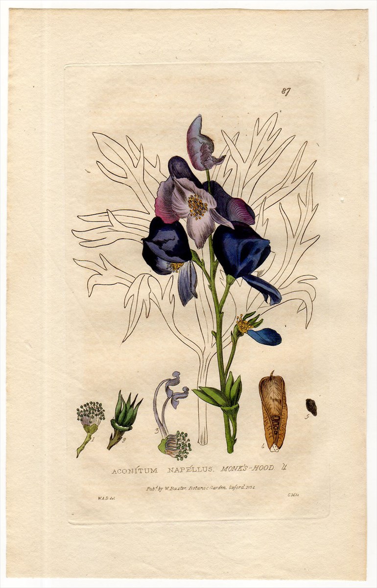 1835年 Baxter British Phaenogamous Botany Pl.87 キンポウゲ科 トリカブト属 ヨウシュトリカブト  ACONITUM NAPELLUS - アンティークプリント ボタニカルアート 博物画の通販サイト Spirito di Artigiano