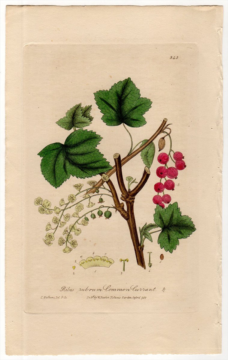 1840年 Baxter British Phaenogamous Botany Pl 345 スグリ科 スグリ属 セイヨウスグリ Ribes Rubrum アンティークプリント ボタニカルアート 博物画の通販サイト Spirito Di Artigiano
