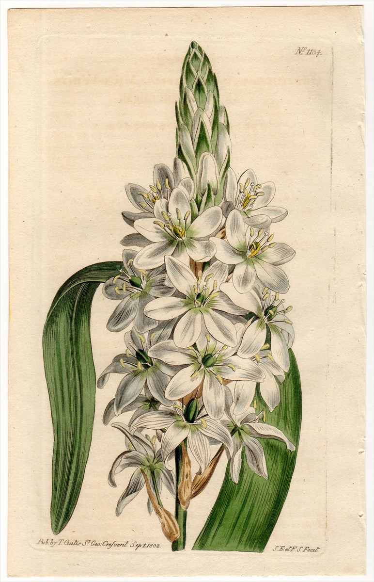 1808年 Curtis Botanical Magazine No.1134 キジカクシ科