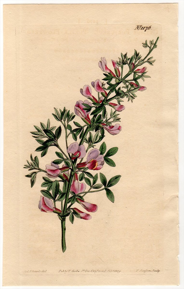 1809年 Curtis Botanical Magazine No.1176 マメ科 エニシダ属