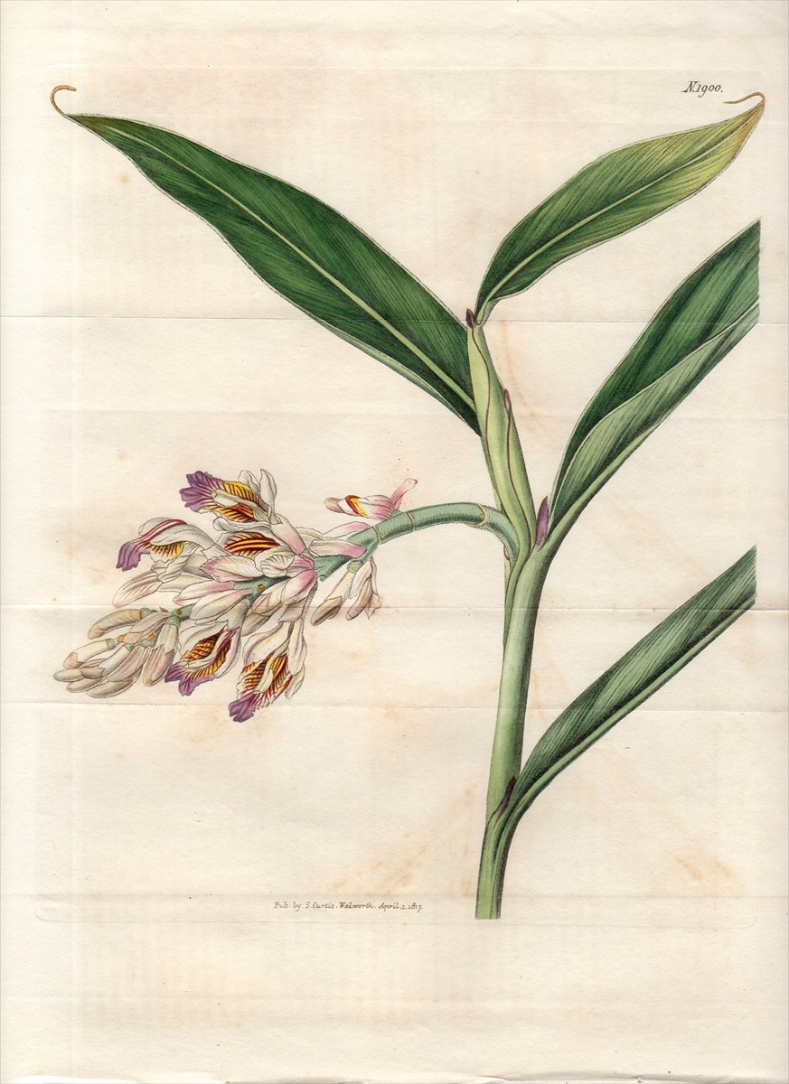 1827年 手彩色 銅版画 Curtis Botanical Magazine No.2755 ラン科