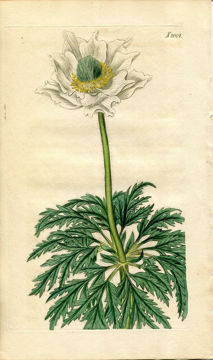 1818年 Curtis Botanical Magazine No.2007 キンポウゲ科
