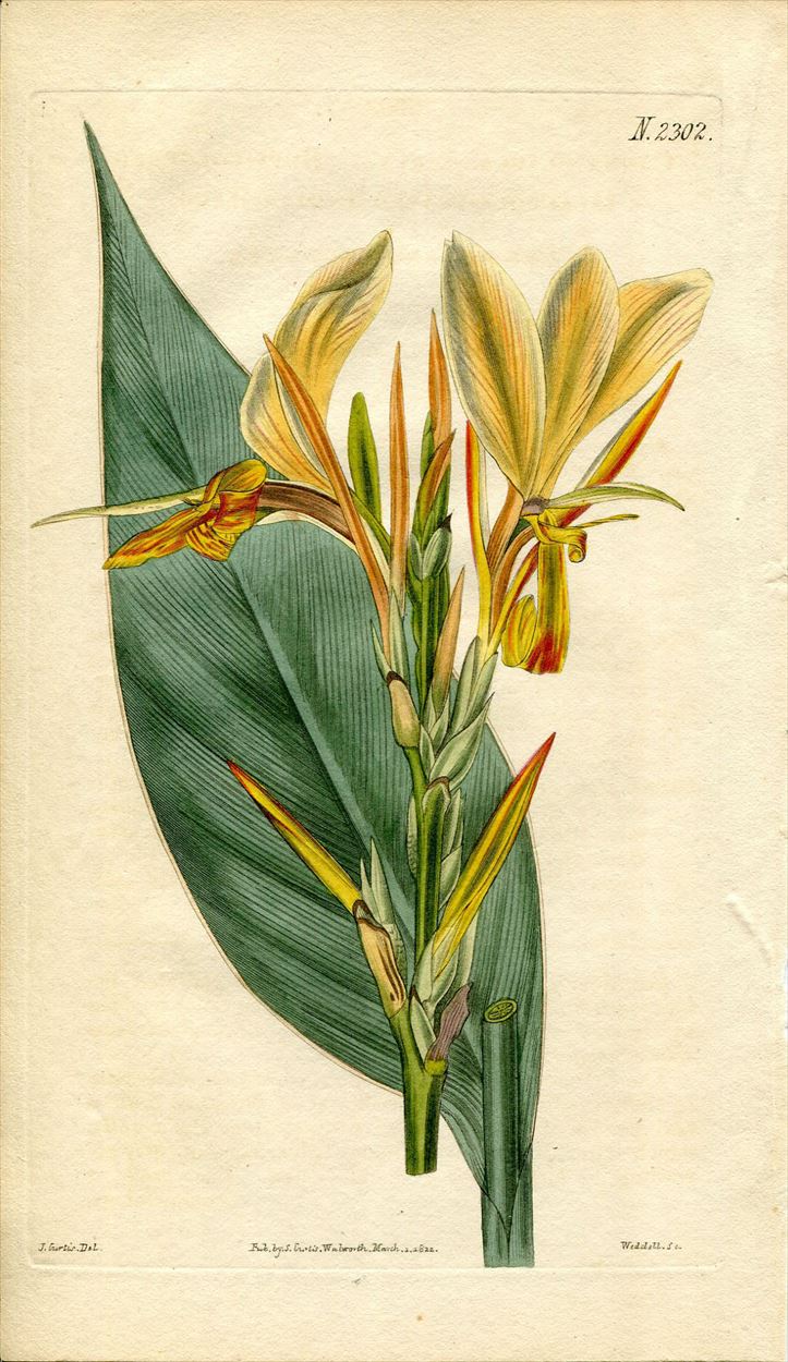 1822年 Curtis Botanical Magazine No.2302 カンナ科 カンナ属