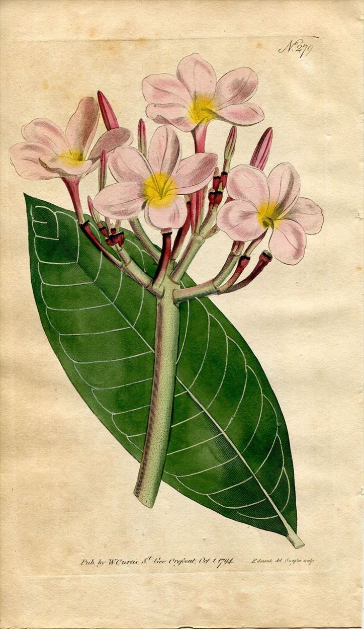 1794年 Curtis Botanical Magazine No.279 キョウチクトウ科