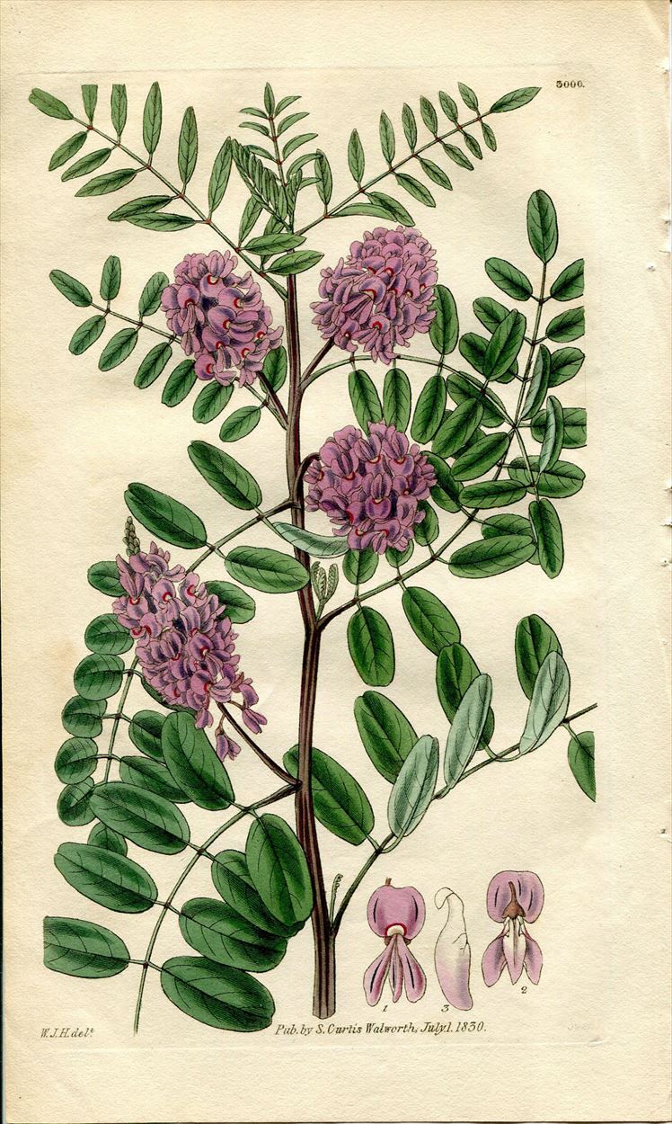 1830年 Curtis Botanical Magazine No.3000 マメ科 コマツナギ属