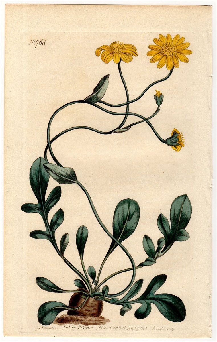 1804年 Curtis Botanical Magazine No.768 キク科 オトンナ属