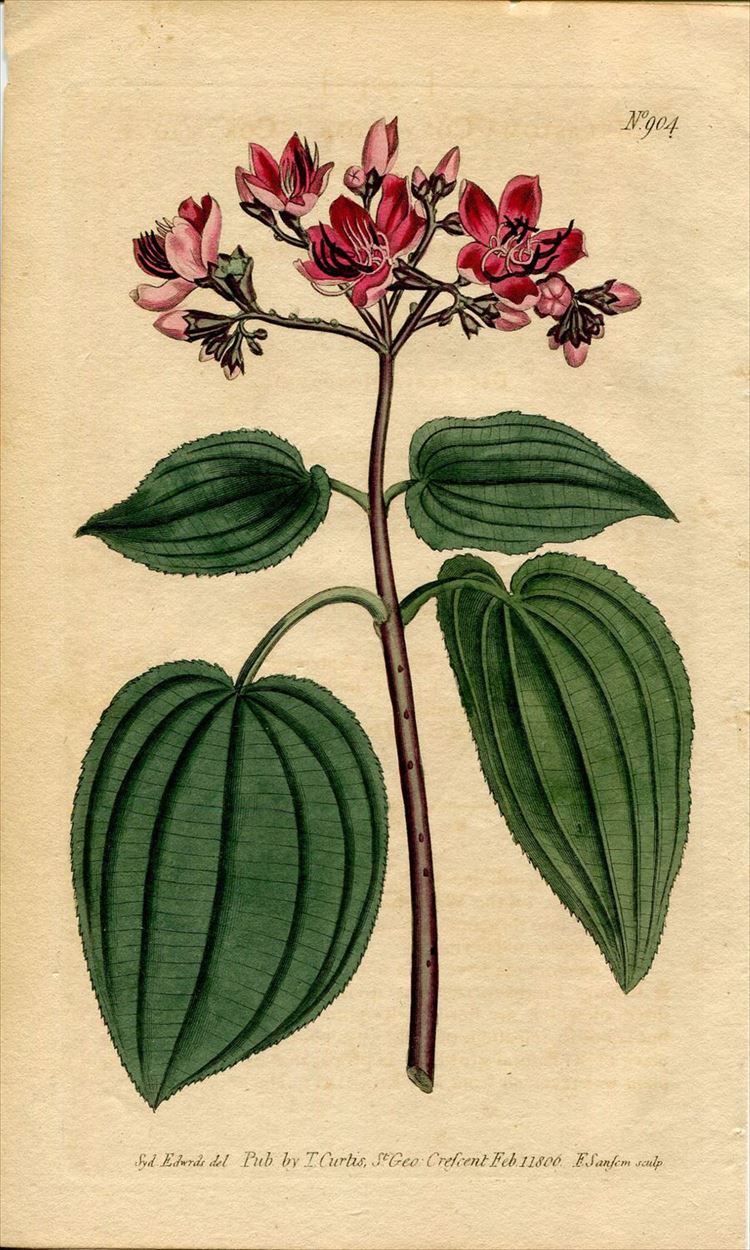 1806年 Curtis Botanical Magazine No 904 ノボタン科 ノボタン属 Melastoma Corymbosa アンティークプリント ボタニカルアート 博物画の通販サイト Spirito Di Artigiano
