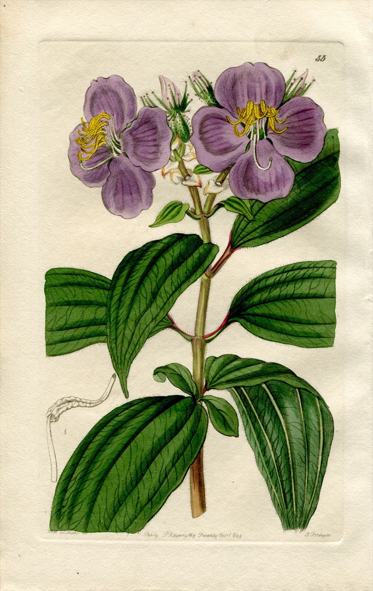 1844年 Edwards S Botanical Register No 55 ノボタン科 ヒメノボタン属 Osbeckia Stellata アンティークプリント ボタニカルアート 博物画の通販サイト Spirito Di Artigiano
