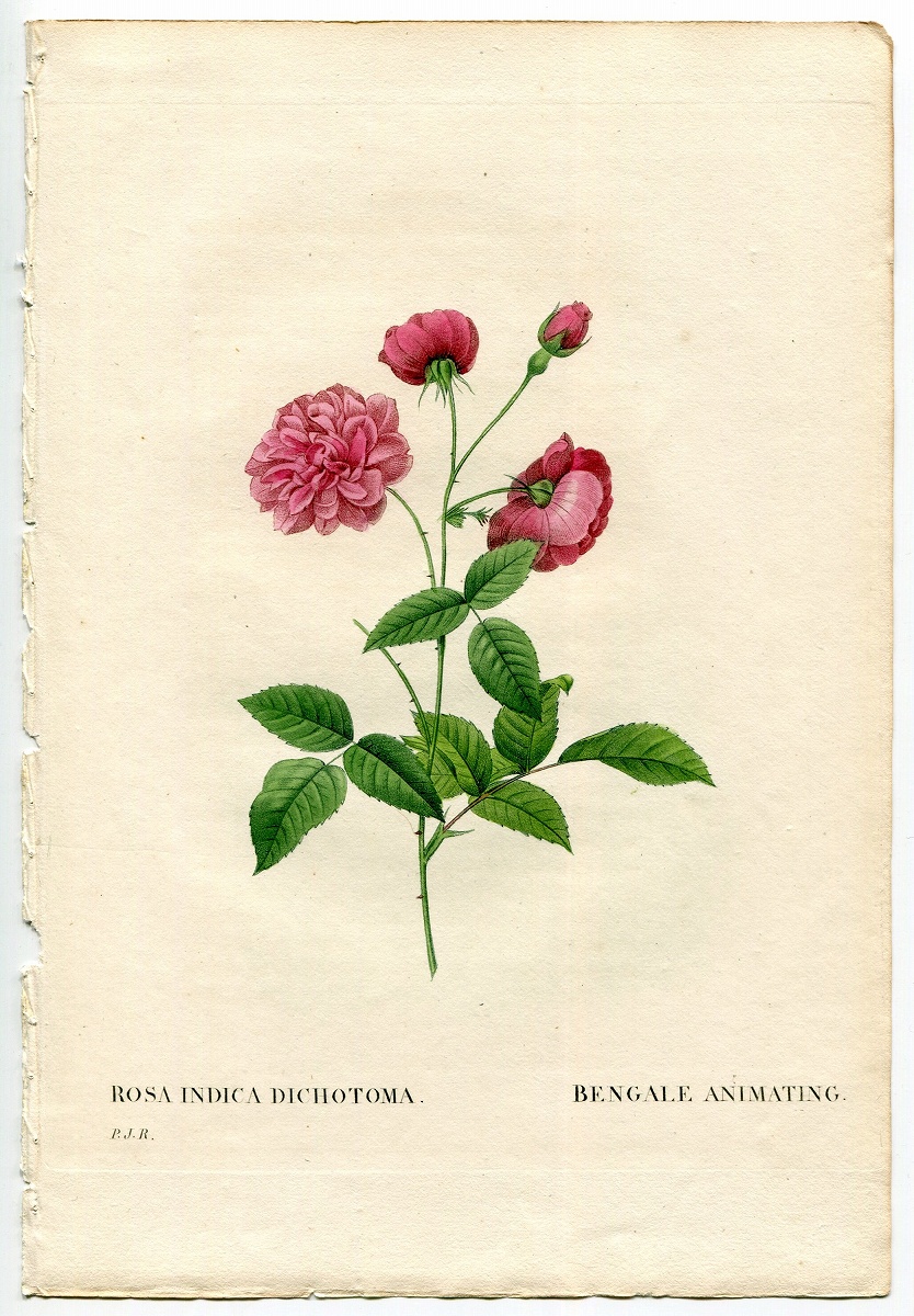 1835年 Redoute Les Roses バラ科 バラ属 ROSA INDICA DICHOTOMA - アンティークプリント ボタニカルアート  博物画の通販サイト Spirito di Artigiano