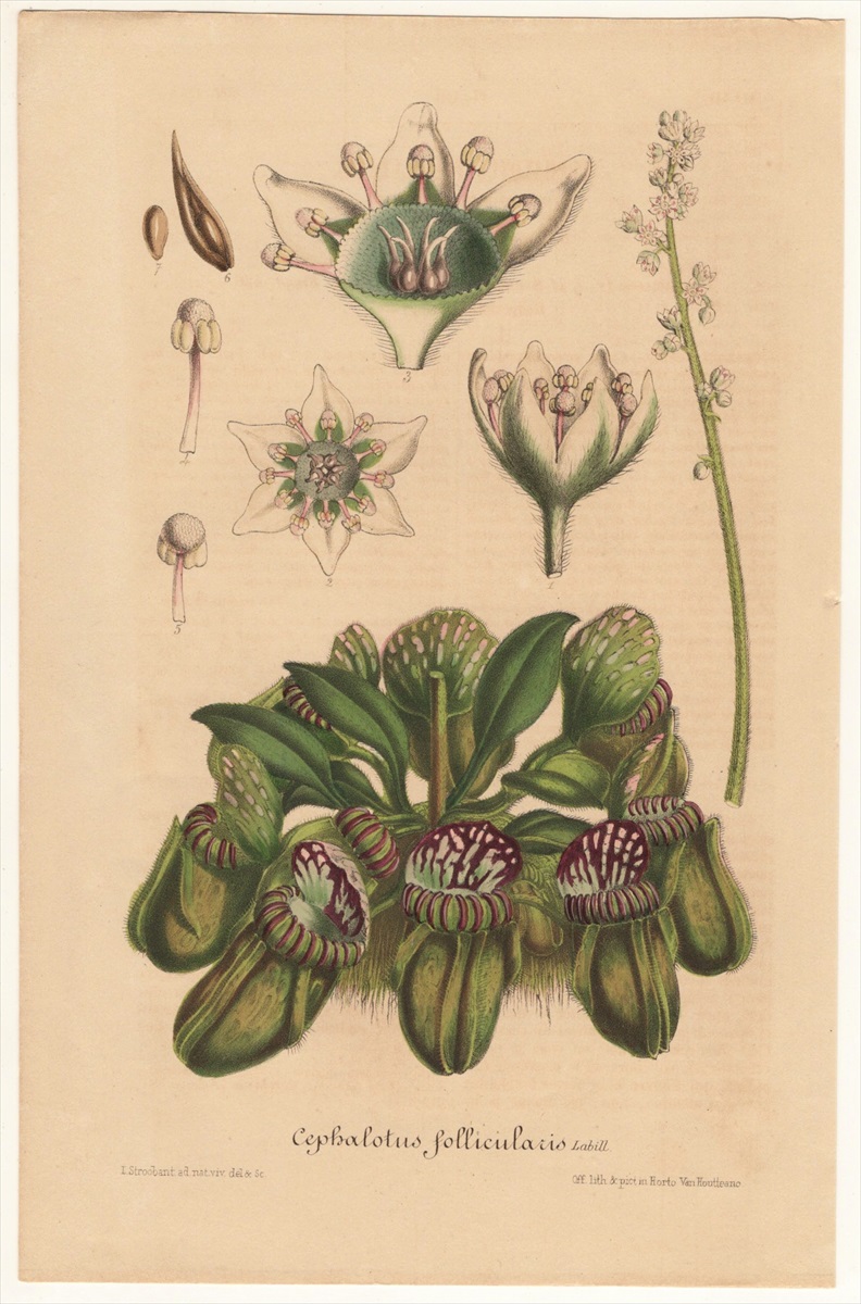 年 Van Houtte ヨーロッパの植物 多色石版画 大判 バターナット科