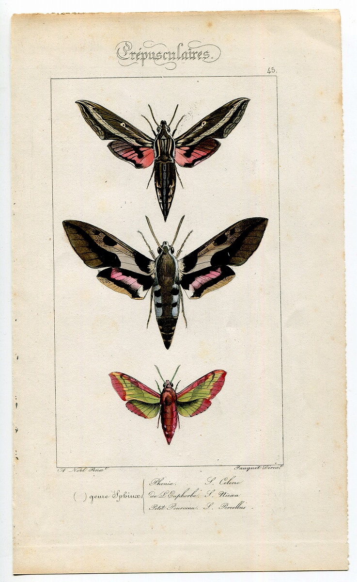 1864年 Lucas ヨーロッパ鱗翅類 P.45 スズメガ科 シタベニセスジスズメ