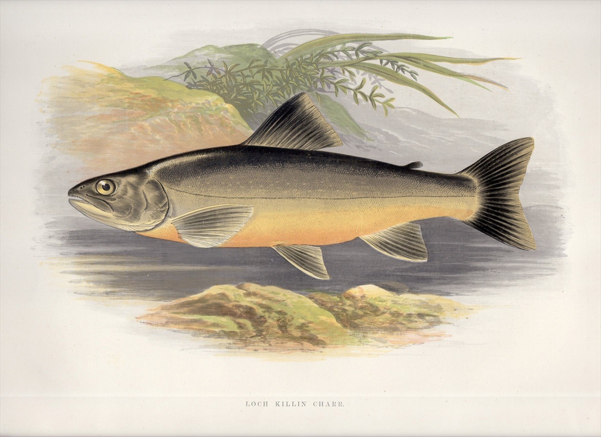 1879年 Houghton 英国の淡水魚類 サケ科 イワナ属 Loch Killin Charr アンティークプリント ボタニカルアート 博物画の通販サイト Spirito Di Artigiano
