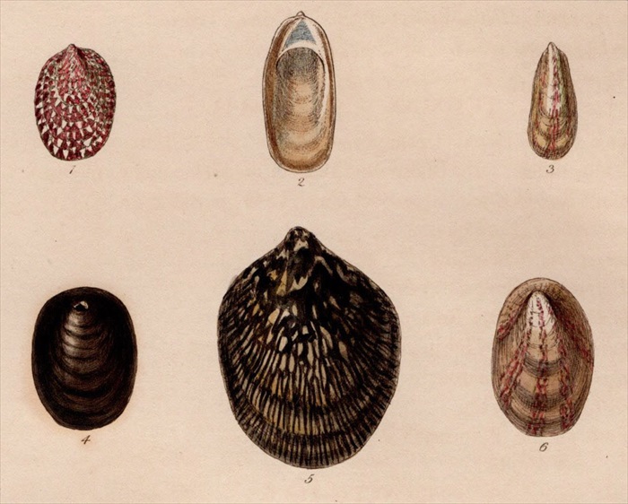 1842年 Reeve 貝類分類学 Navicella Pl.199 アマオブネガイ科 フネアマガイ属など9種 - アンティークプリント  ボタニカルアート 博物画の通販サイト Spirito di Artigiano