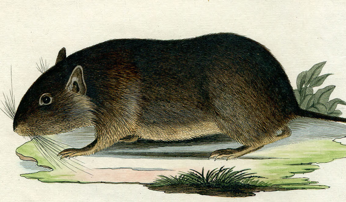 1800 手彩色铜版画 schreber~チリアナネズミ