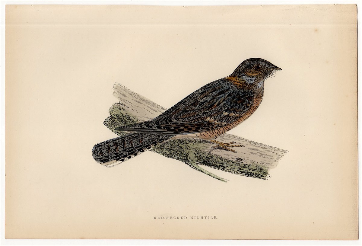 Morris 英国鳥類史 木版画　鳥　woodchat