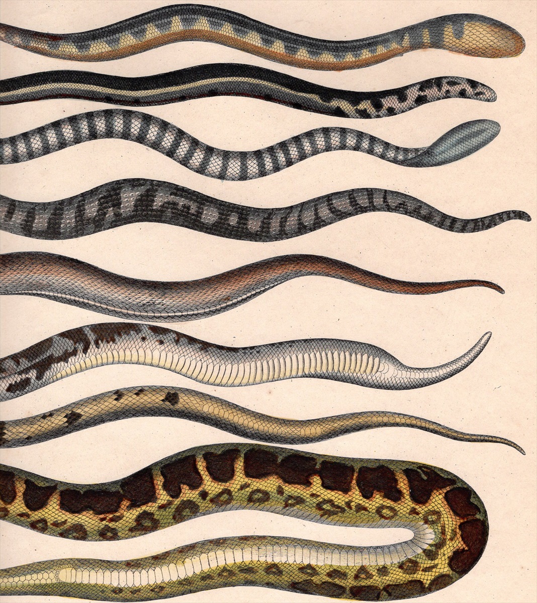 1843年 Oken 博物図鑑 手彩色鋼版画大判 ヒメヤスリミズヘビ セグロウミヘビ ヒゲミズヘビ ヤハズスナボア インドニシキヘビなど8種 博物画 銅版画 エッチング 売買されたオークション情報 Yahooの商品情報をアーカイブ公開 オークファン Aucfan Com